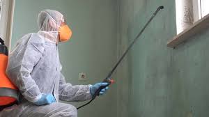 Reliable Salem, NJ Mold Removal Solutions